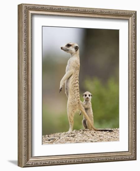 Meerkat and Pup, Namibia-Paul Souders-Framed Photographic Print