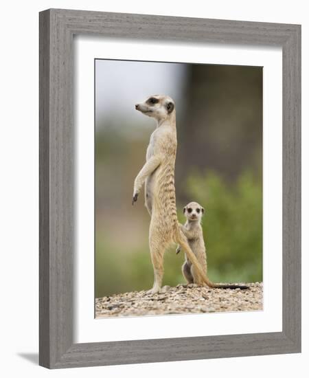 Meerkat and Pup, Namibia-Paul Souders-Framed Photographic Print