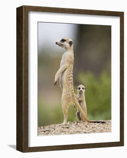 Meerkat and Pup, Namibia-Paul Souders-Framed Photographic Print