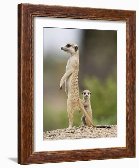 Meerkat and Pup, Namibia-Paul Souders-Framed Photographic Print