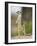 Meerkat and Pup, Namibia-Paul Souders-Framed Photographic Print