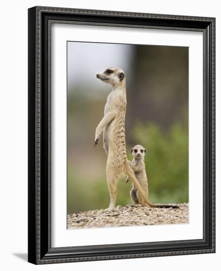 Meerkat and Pup, Namibia-Paul Souders-Framed Photographic Print