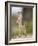 Meerkat and Pup, Namibia-Paul Souders-Framed Photographic Print