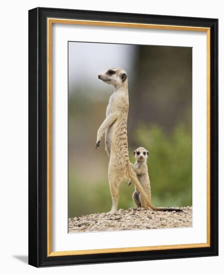 Meerkat and Pup, Namibia-Paul Souders-Framed Photographic Print