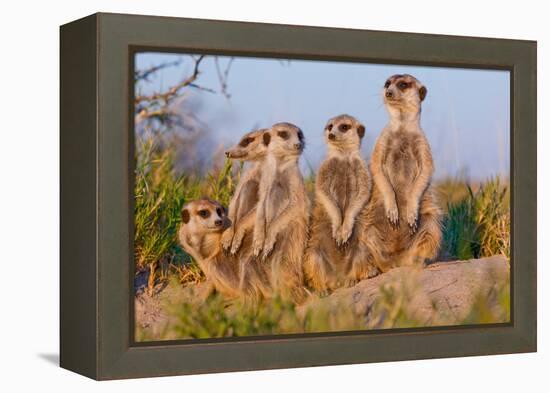 Meerkat Family II-Howard Ruby-Framed Premier Image Canvas