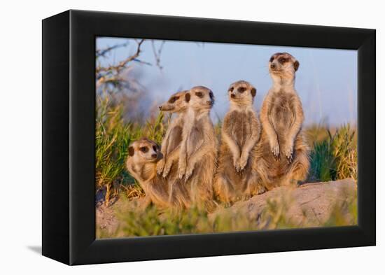 Meerkat Family II-Howard Ruby-Framed Premier Image Canvas