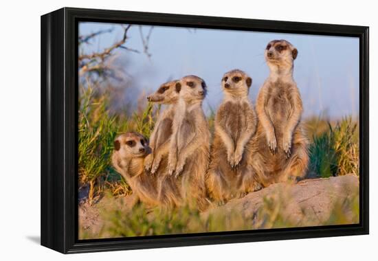 Meerkat Family II-Howard Ruby-Framed Premier Image Canvas