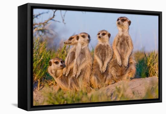 Meerkat Family II-Howard Ruby-Framed Premier Image Canvas