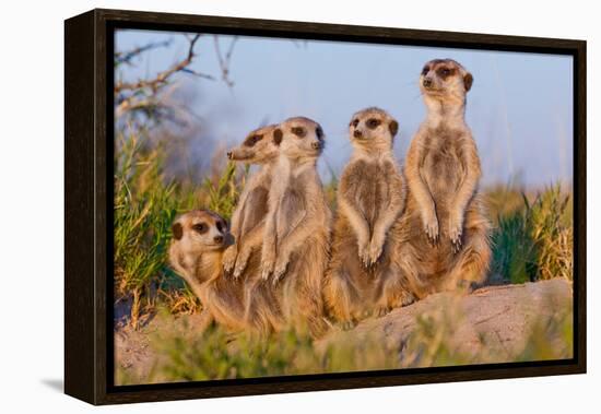 Meerkat Family II-Howard Ruby-Framed Premier Image Canvas