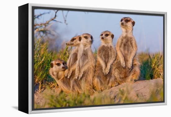 Meerkat Family II-Howard Ruby-Framed Premier Image Canvas