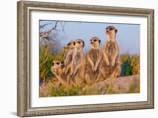 Meerkat Family II-Howard Ruby-Framed Photographic Print