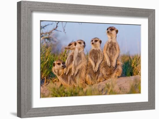 Meerkat Family II-Howard Ruby-Framed Photographic Print