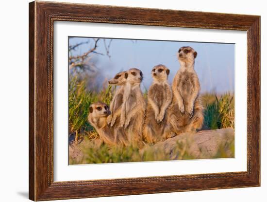 Meerkat Family II-Howard Ruby-Framed Photographic Print