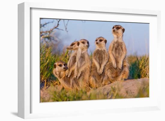 Meerkat Family II-Howard Ruby-Framed Photographic Print