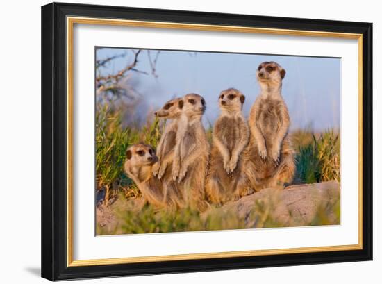 Meerkat Family II-Howard Ruby-Framed Photographic Print