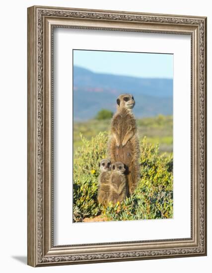 Meerkat family. Western Cape Province, South Africa.-Keren Su-Framed Photographic Print