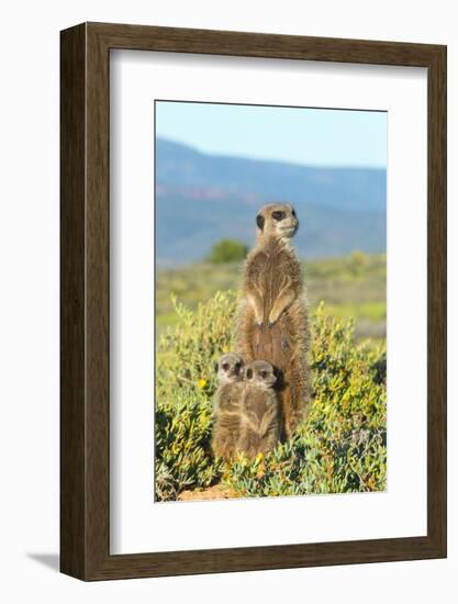 Meerkat family. Western Cape Province, South Africa.-Keren Su-Framed Photographic Print