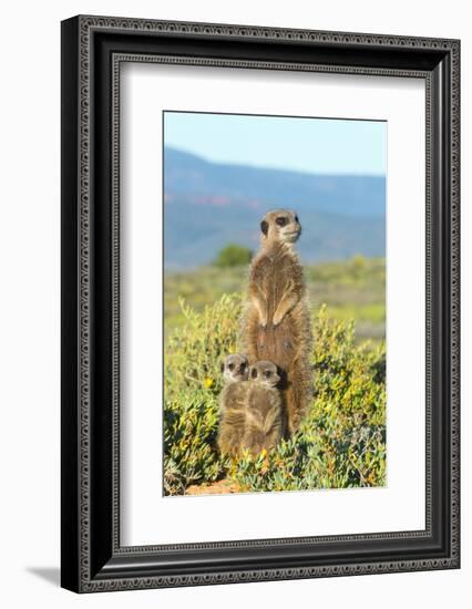 Meerkat family. Western Cape Province, South Africa.-Keren Su-Framed Photographic Print