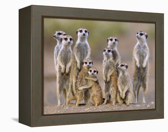 Meerkat Family with Young on the Lookout-null-Framed Premier Image Canvas