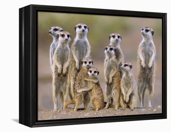 Meerkat Family with Young on the Lookout-null-Framed Premier Image Canvas