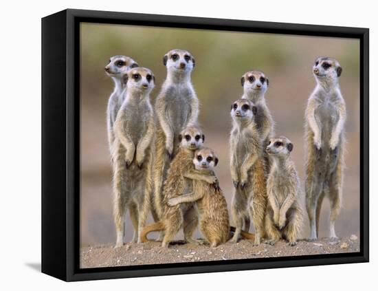 Meerkat Family with Young on the Lookout-null-Framed Premier Image Canvas