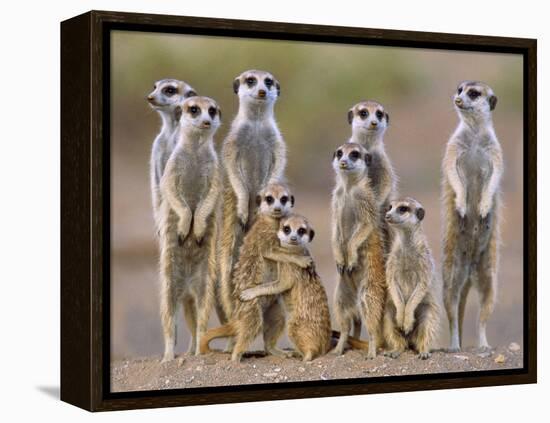 Meerkat Family with Young on the Lookout-null-Framed Premier Image Canvas