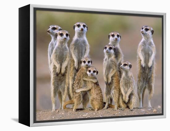 Meerkat Family with Young on the Lookout-null-Framed Premier Image Canvas