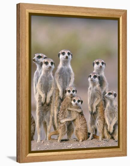 Meerkat Family with Young on the Lookout-null-Framed Premier Image Canvas