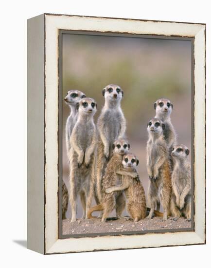 Meerkat Family with Young on the Lookout-null-Framed Premier Image Canvas