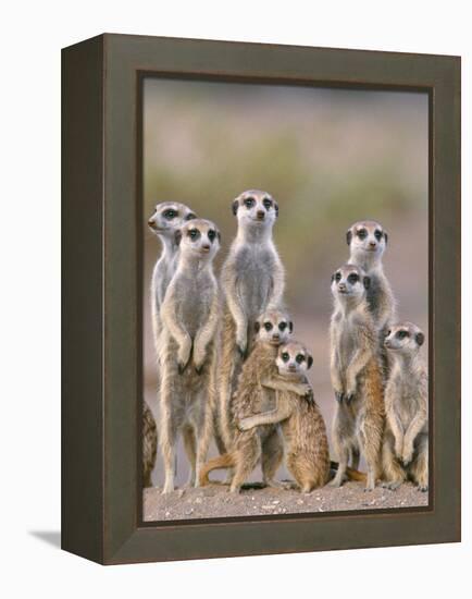 Meerkat Family with Young on the Lookout-null-Framed Premier Image Canvas