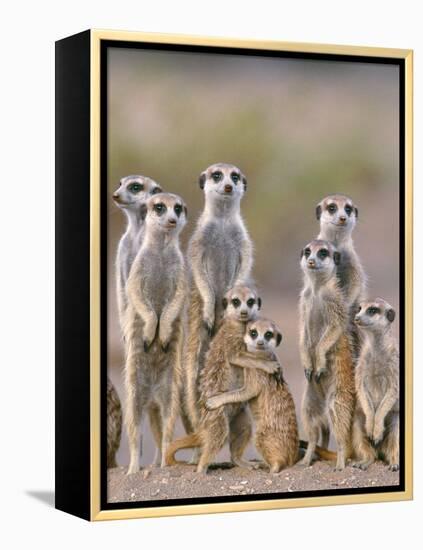 Meerkat Family with Young on the Lookout-null-Framed Premier Image Canvas