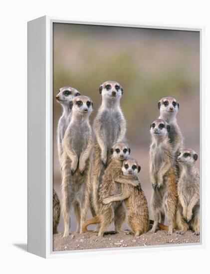 Meerkat Family with Young on the Lookout-null-Framed Premier Image Canvas