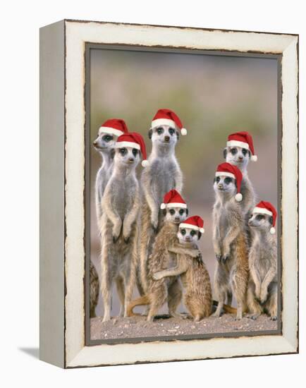 Meerkat Family with Young on the Lookout-null-Framed Premier Image Canvas