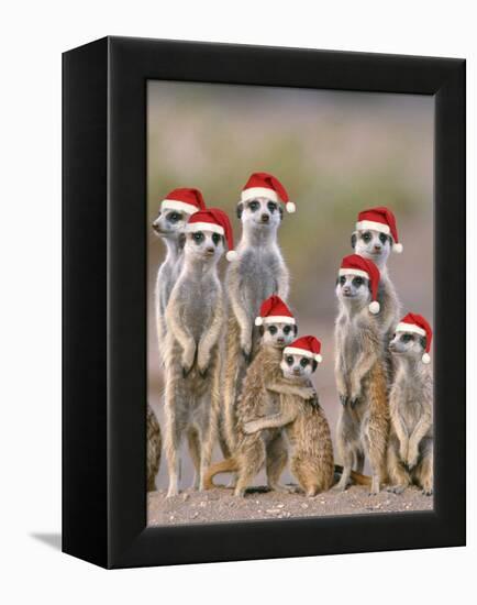 Meerkat Family with Young on the Lookout-null-Framed Premier Image Canvas