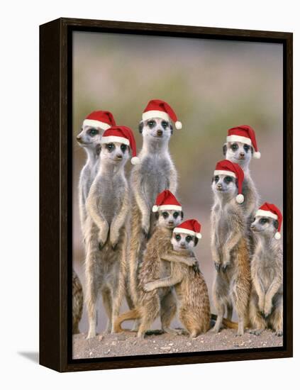 Meerkat Family with Young on the Lookout-null-Framed Premier Image Canvas