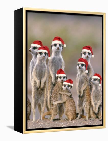 Meerkat Family with Young on the Lookout-null-Framed Premier Image Canvas