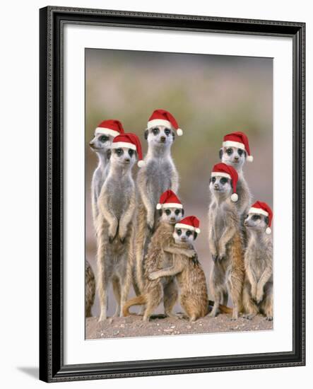 Meerkat Family with Young on the Lookout-null-Framed Photographic Print