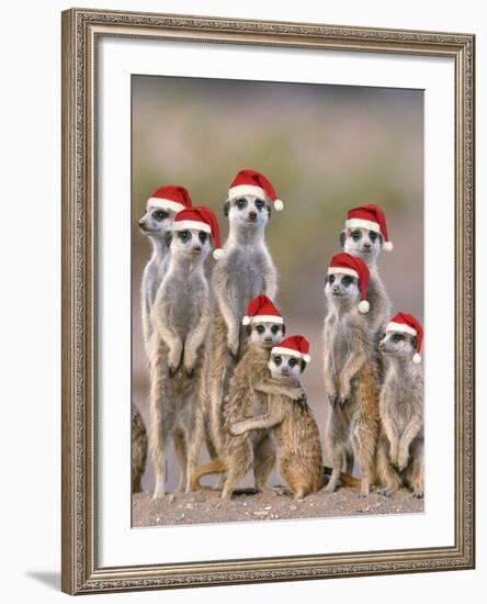 Meerkat Family with Young on the Lookout-null-Framed Photographic Print