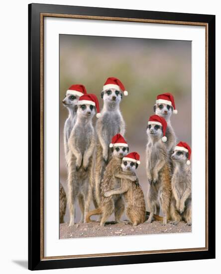 Meerkat Family with Young on the Lookout-null-Framed Photographic Print