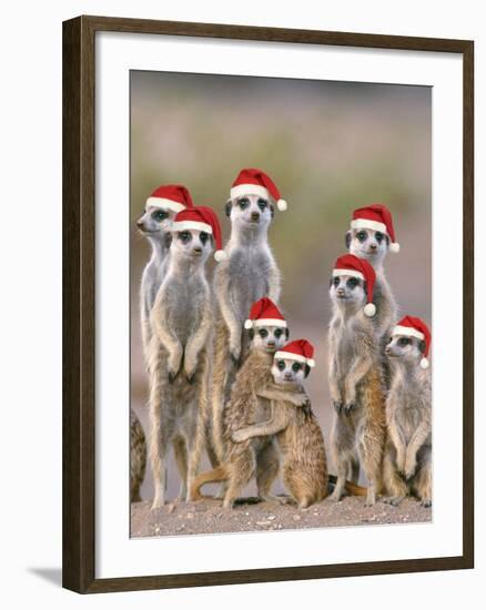 Meerkat Family with Young on the Lookout-null-Framed Photographic Print