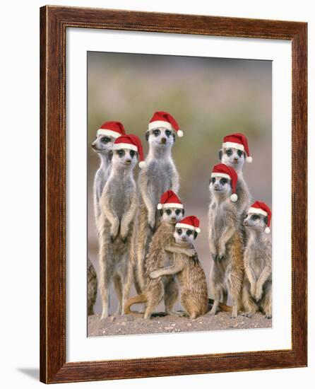 Meerkat Family with Young on the Lookout-null-Framed Photographic Print