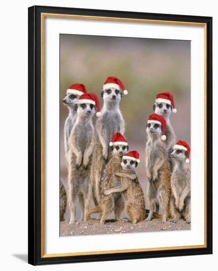 Meerkat Family with Young on the Lookout-null-Framed Photographic Print