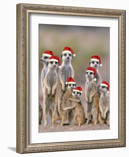 Meerkat Family with Young on the Lookout-null-Framed Photographic Print