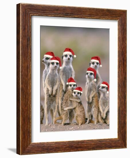 Meerkat Family with Young on the Lookout-null-Framed Photographic Print