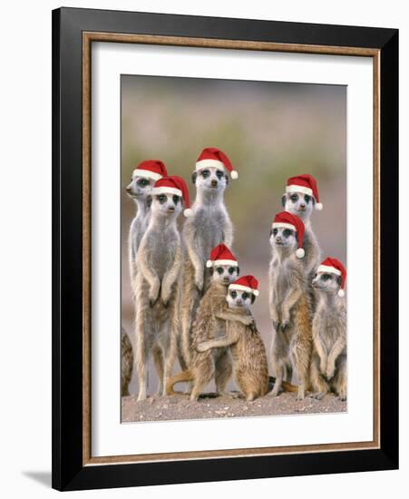 Meerkat Family with Young on the Lookout-null-Framed Photographic Print