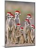 Meerkat Family with Young on the Lookout-null-Mounted Photographic Print