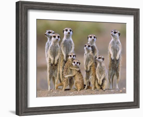 Meerkat Family with Young on the Lookout-null-Framed Photographic Print