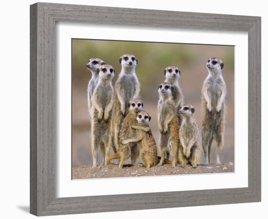 Meerkat Family with Young on the Lookout-null-Framed Photographic Print