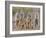 Meerkat Family with Young on the Lookout-null-Framed Photographic Print