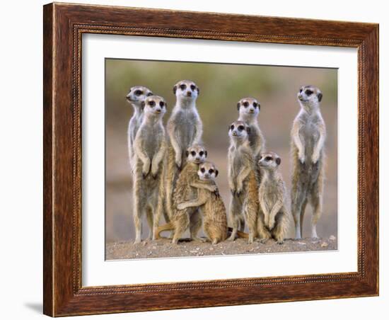 Meerkat Family with Young on the Lookout--Framed Photographic Print